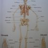 Az emberi test – Gyermek Enciklopédia