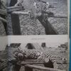 Shaba királynője – Egy afrikai leopárd története