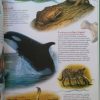 Nagy képes állatenciklopédia