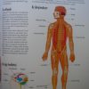 Az emberi test – Gyermek Enciklopédia