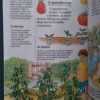 Kertészkedés – A zöldségek