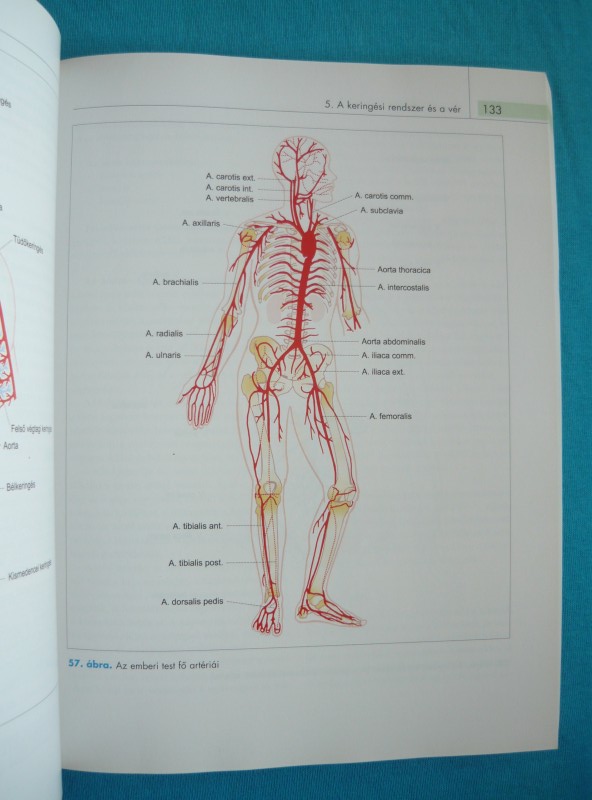 Anatómia - Élettan 2 Anatómia – Élettan