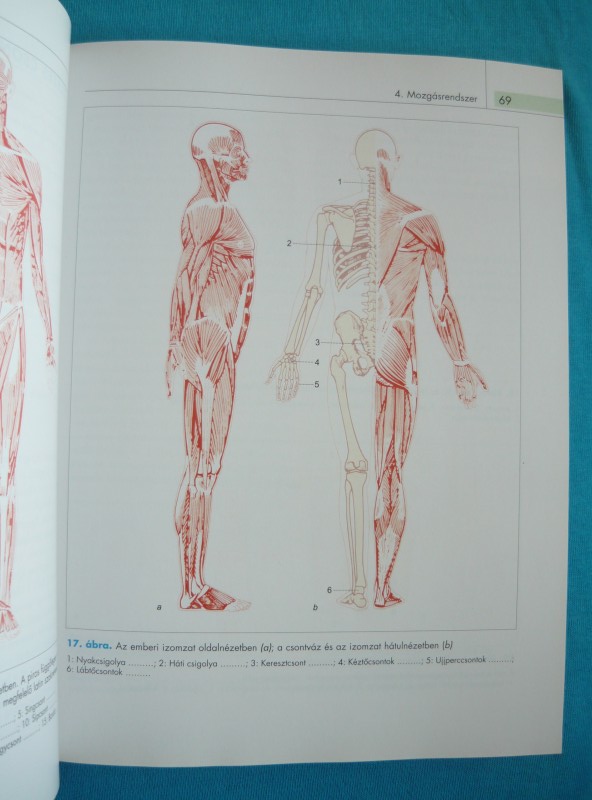 Anatómia - Élettan 4 Anatómia – Élettan