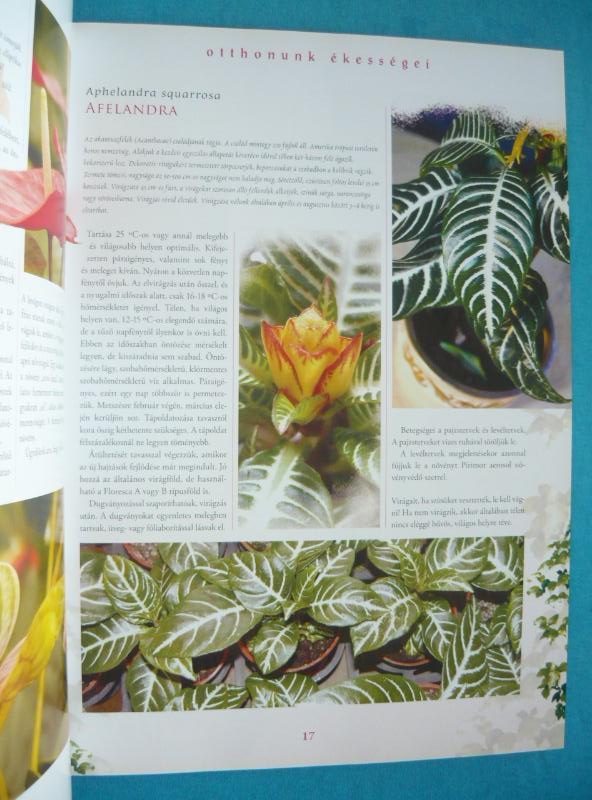 Szobanövények, otthonunk ékességei 2 Szobanövények, otthonunk ékességei