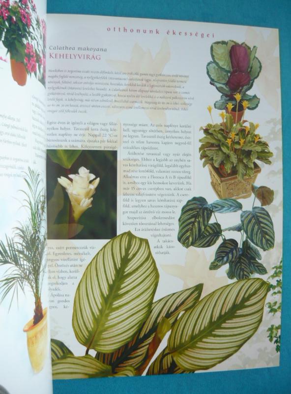 Szobanövények, otthonunk ékességei 3 Szobanövények, otthonunk ékességei