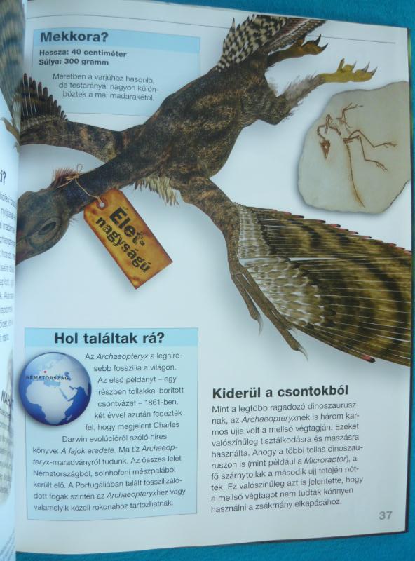 Dinoszauruszok életnagyságban 2 Dinoszauruszok életnagyságban