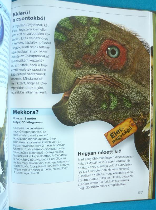 Dinoszauruszok életnagyságban 3 Dinoszauruszok életnagyságban
